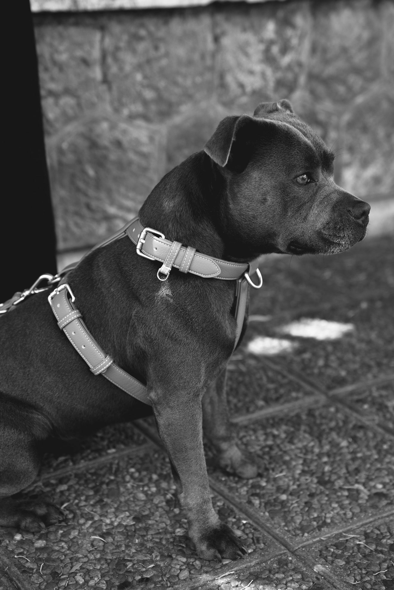 Pourquoi un harnais peut modifier la façon dont un chien se déplace