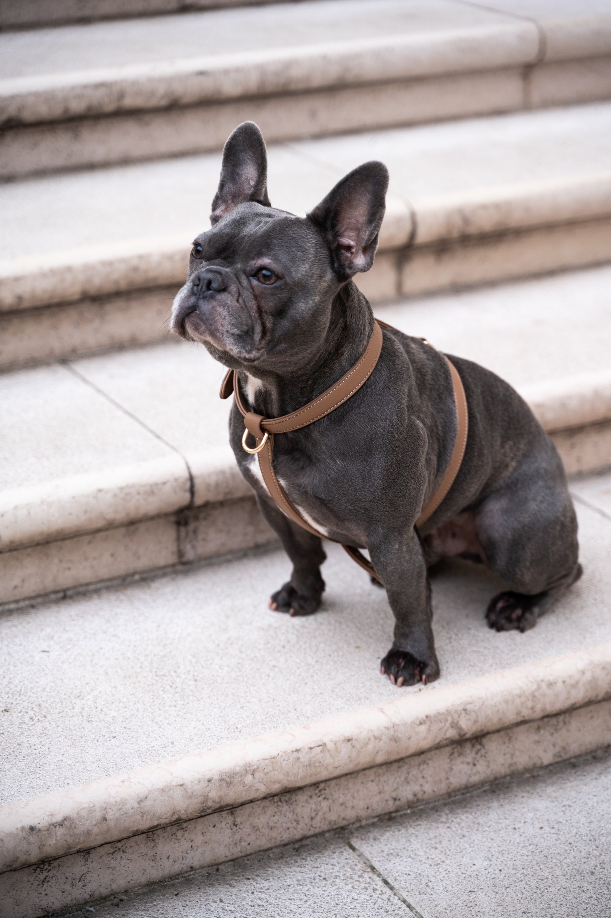 Beige Harness