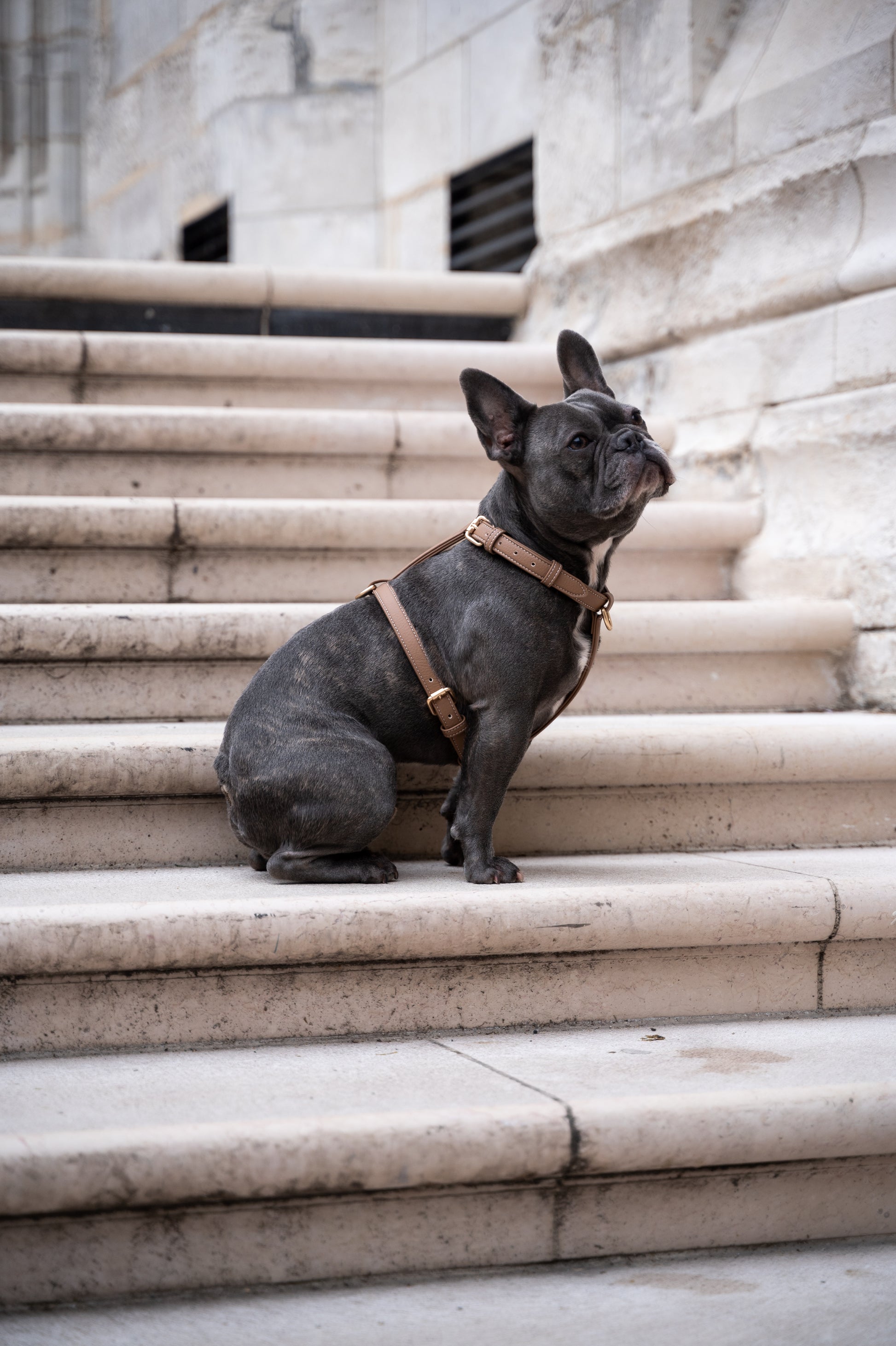 Beige Harness