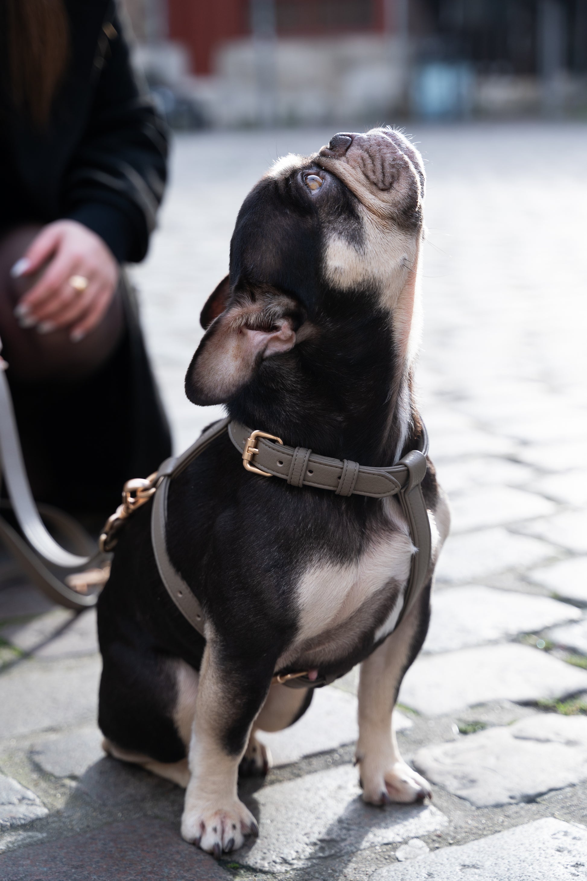 Grey Harness