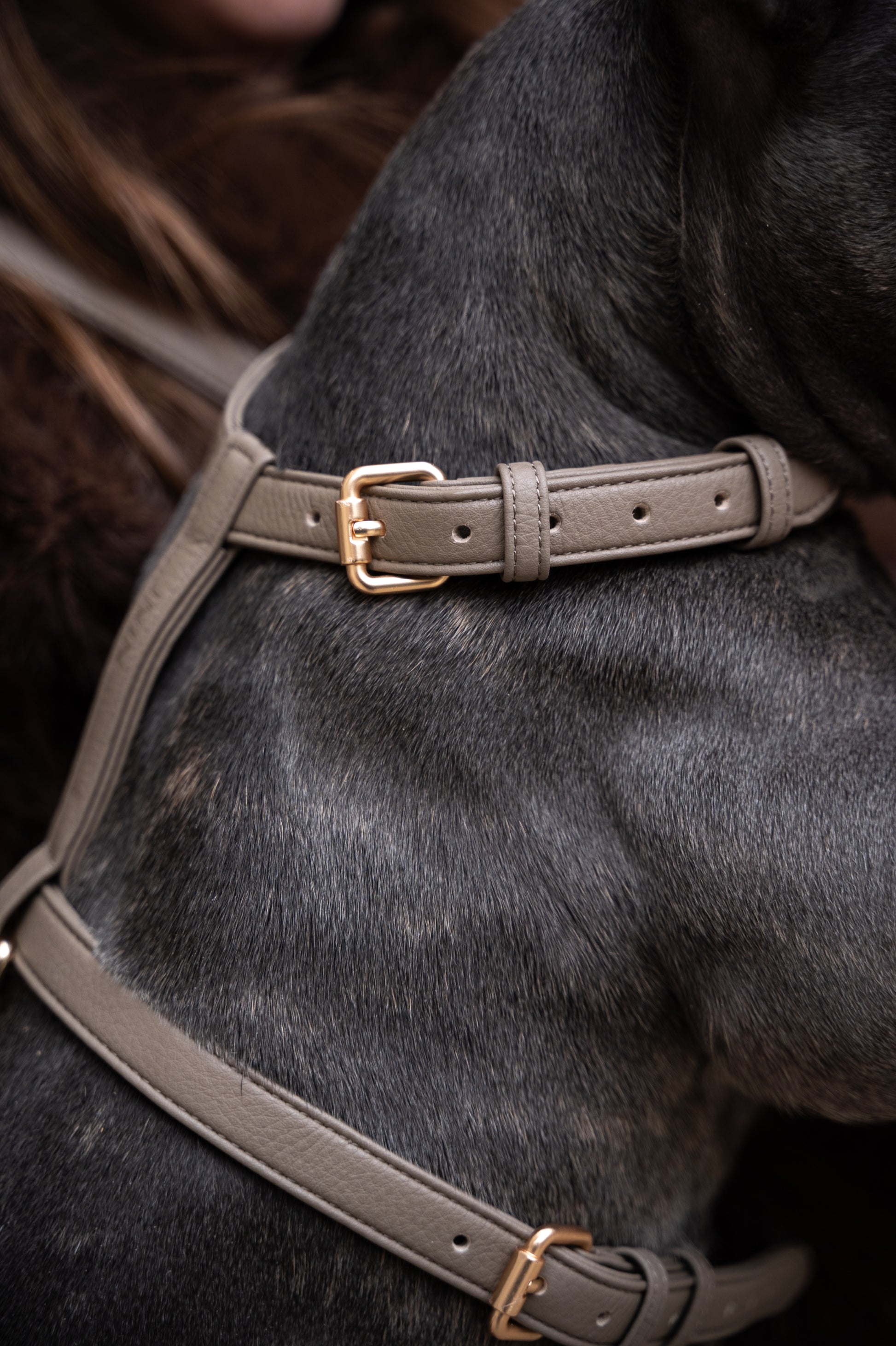 Grey Harness