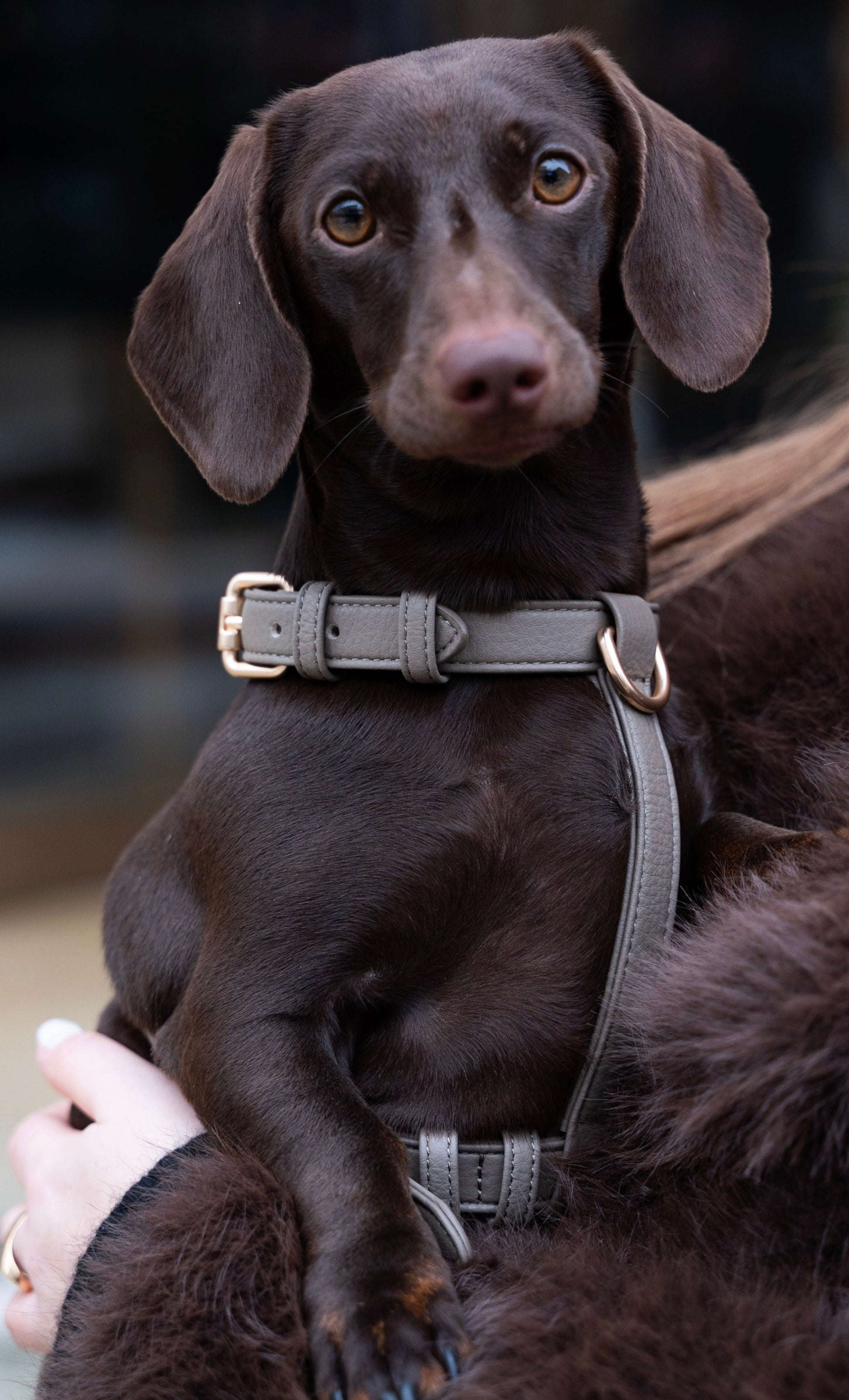 Grey Harness