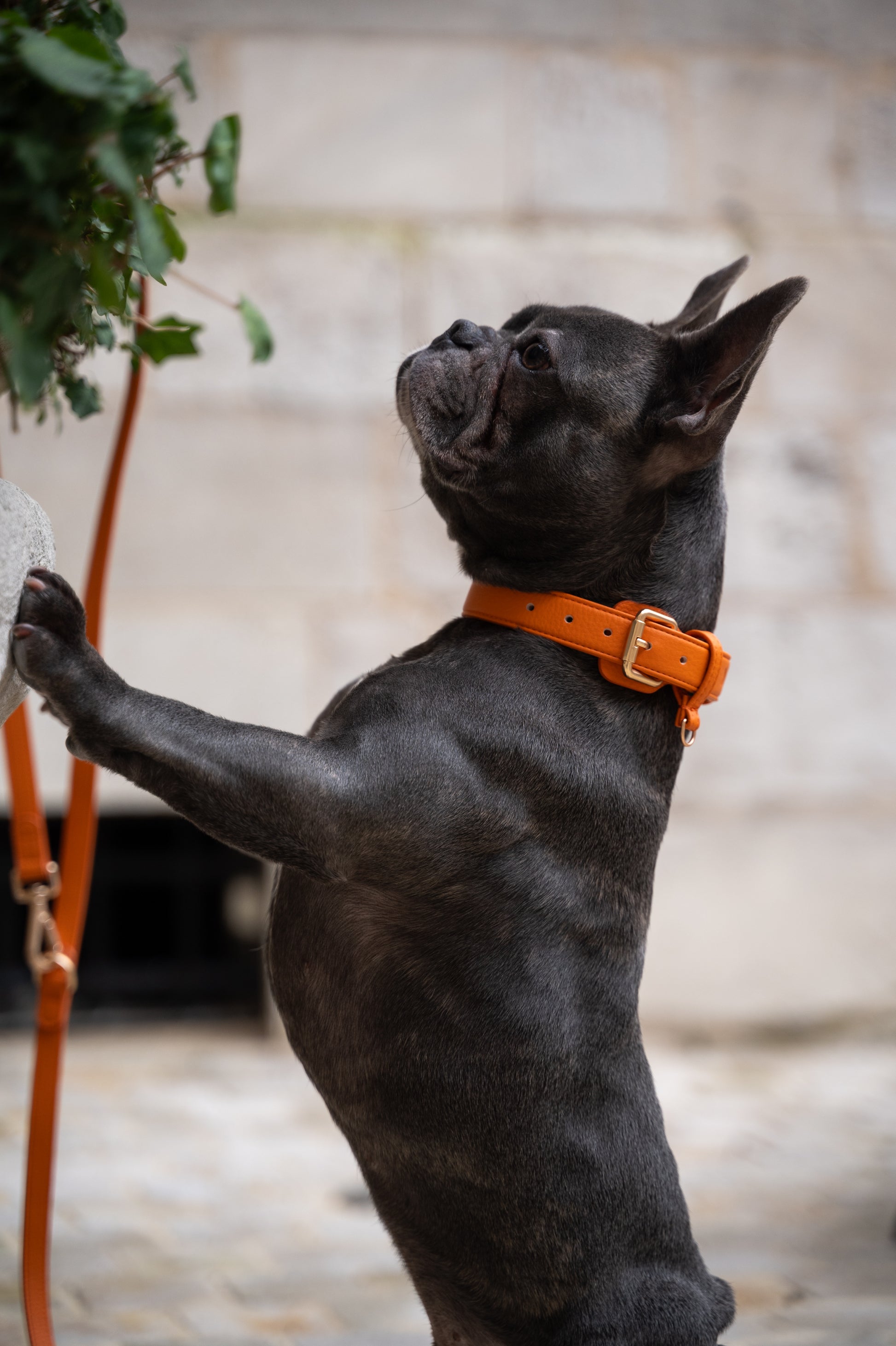 Collier Orange