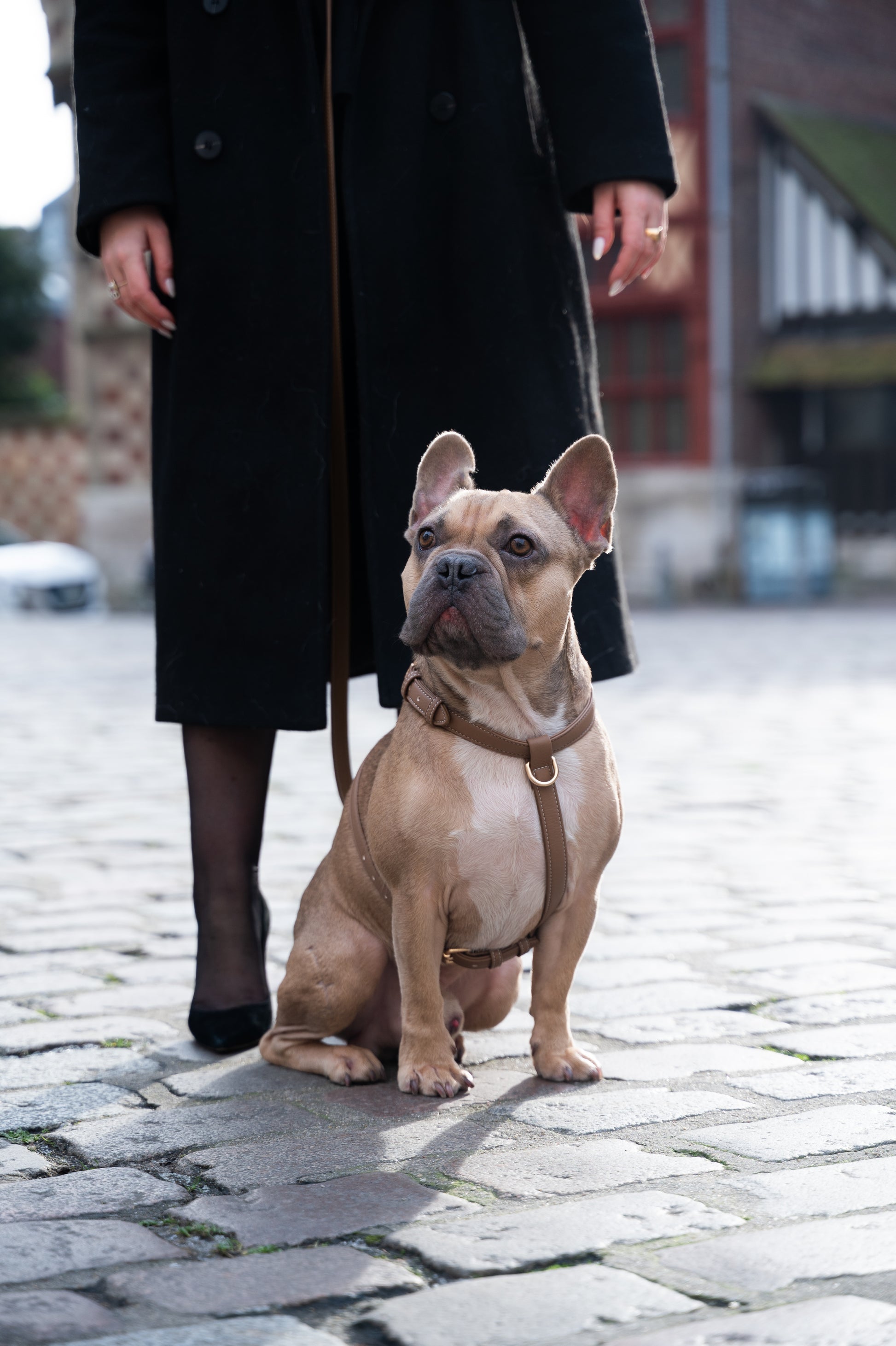 Beige Harness