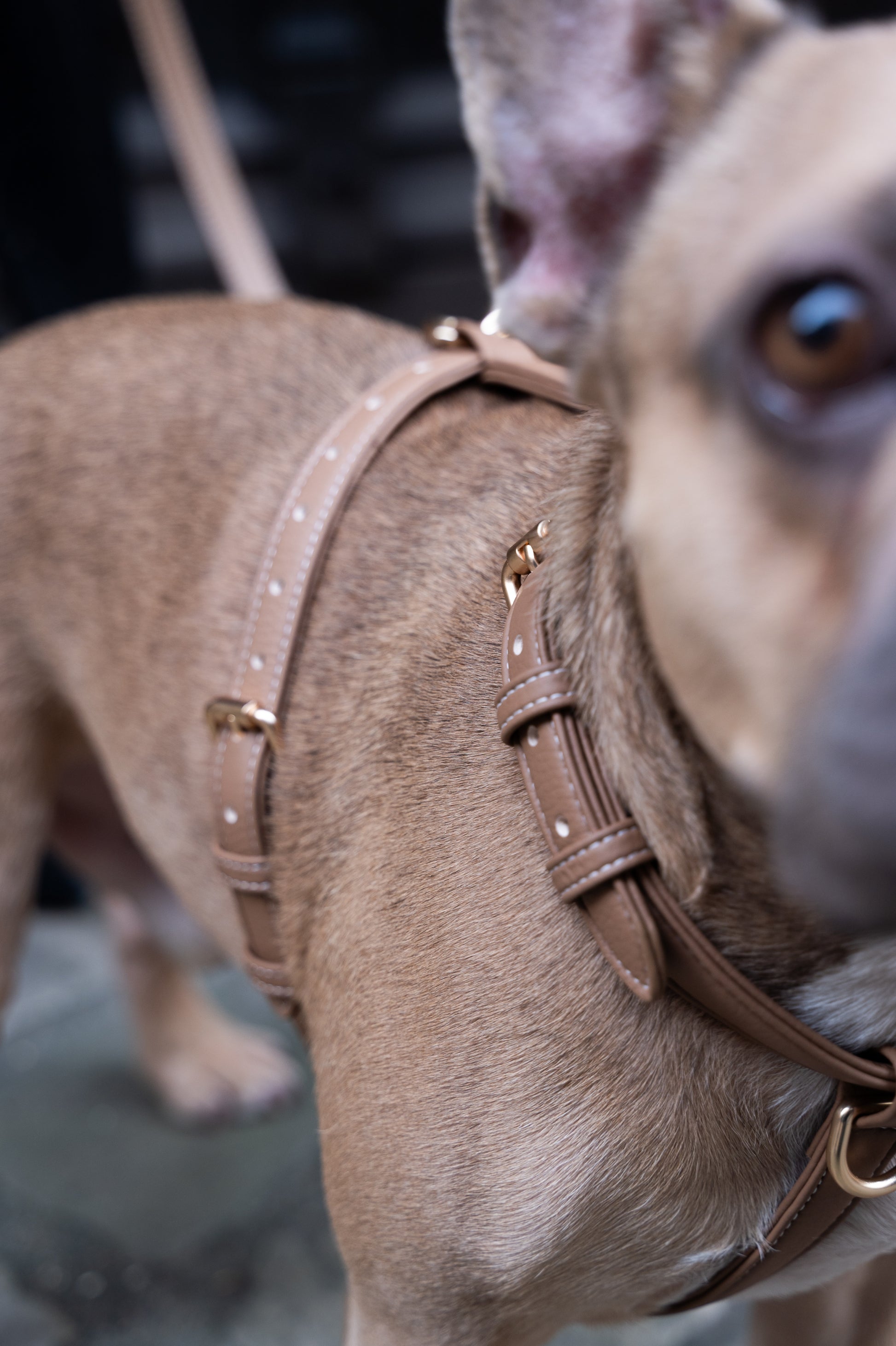 Beige Harness