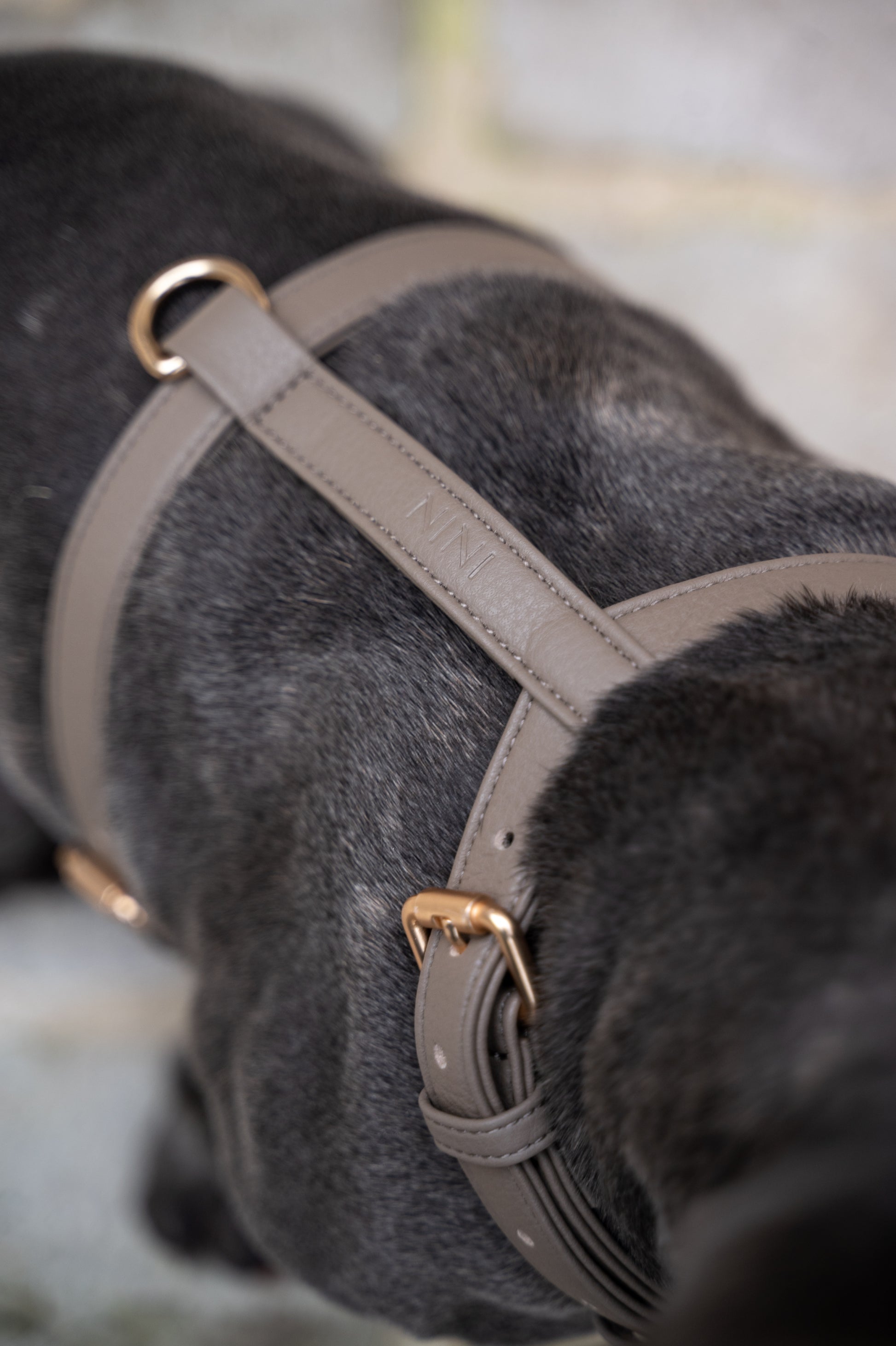 Grey Harness