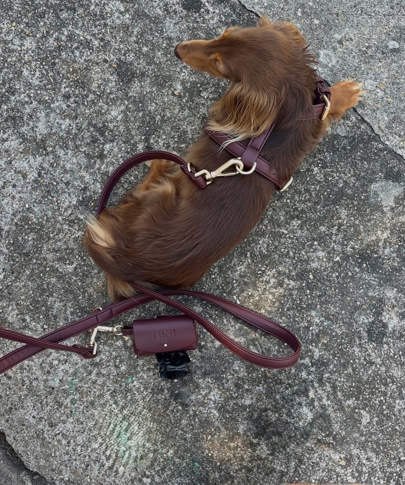 Harnais Bordeaux