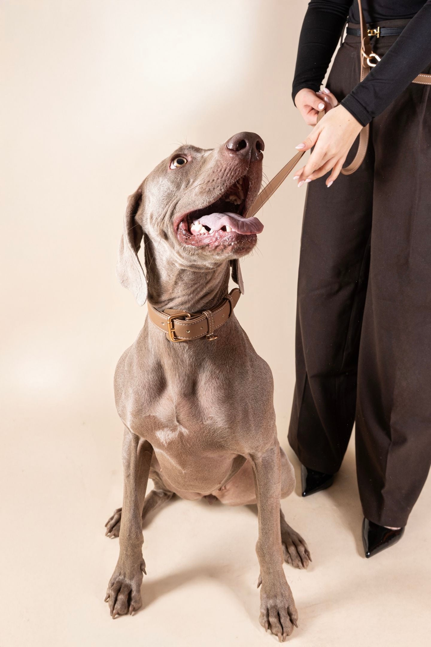 Laisse Mains-libres Beige