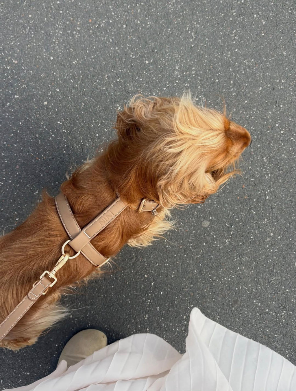 Beige Harness
