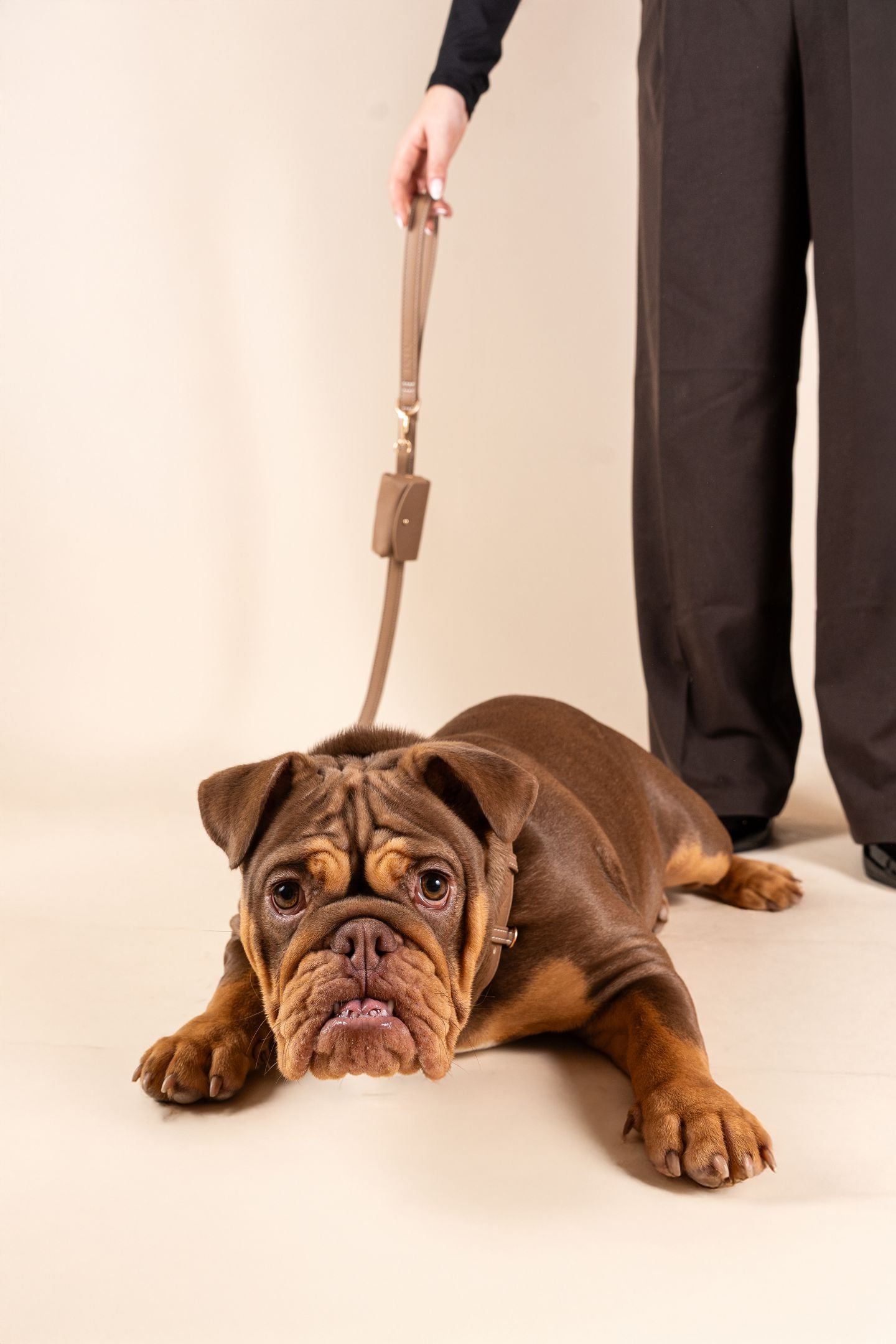 Laisse Classique Beige