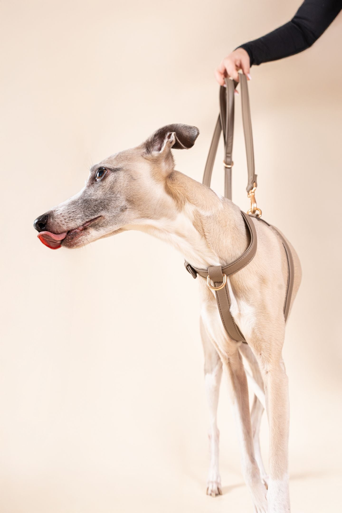 Laisse Classique Grey