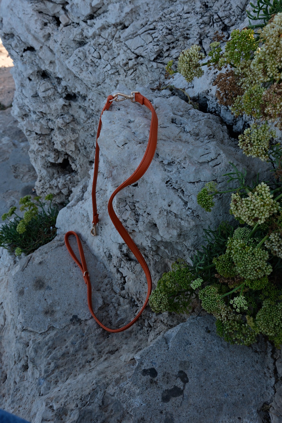 Rallonge de laisse - Orange