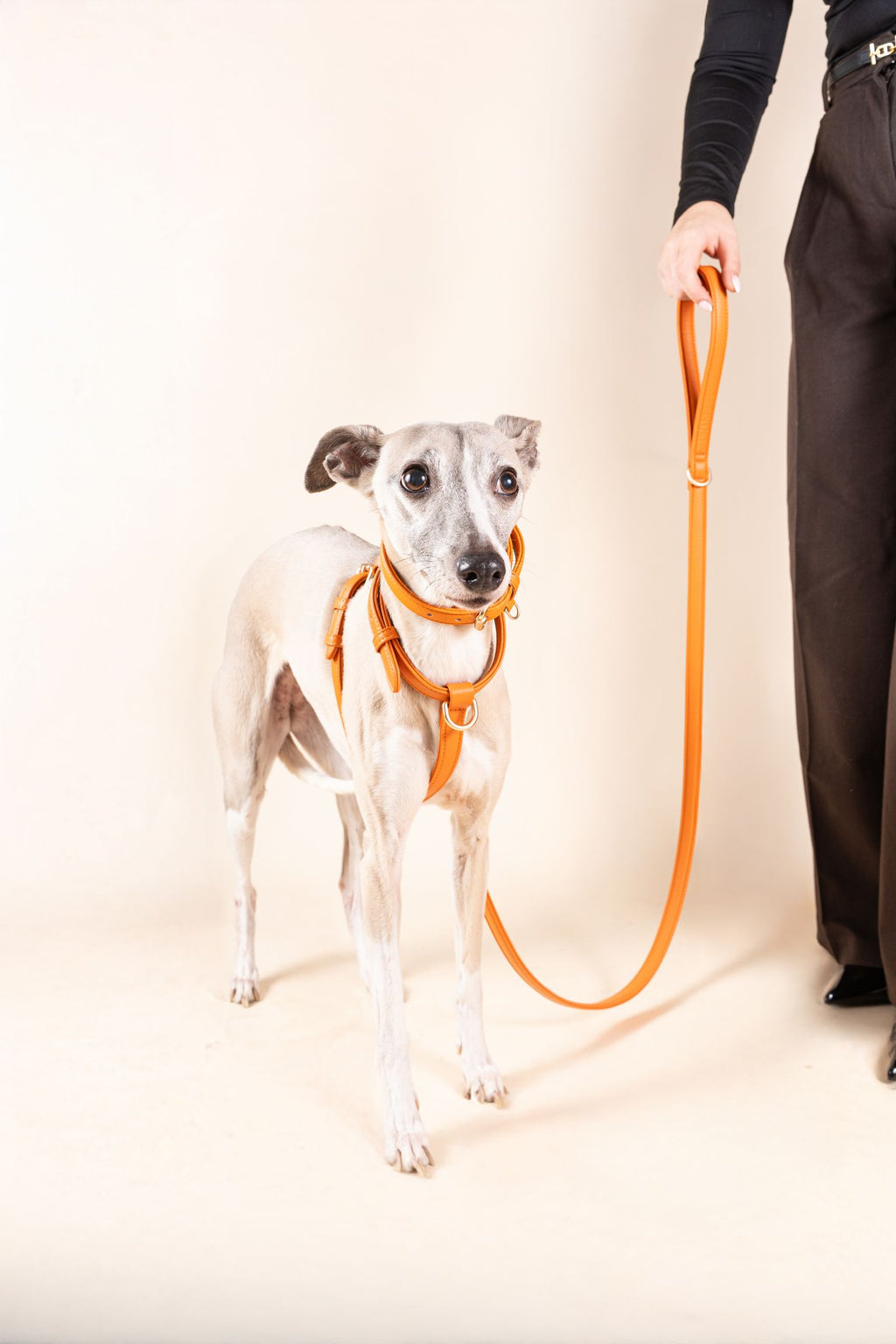 Laisse Classique Orange