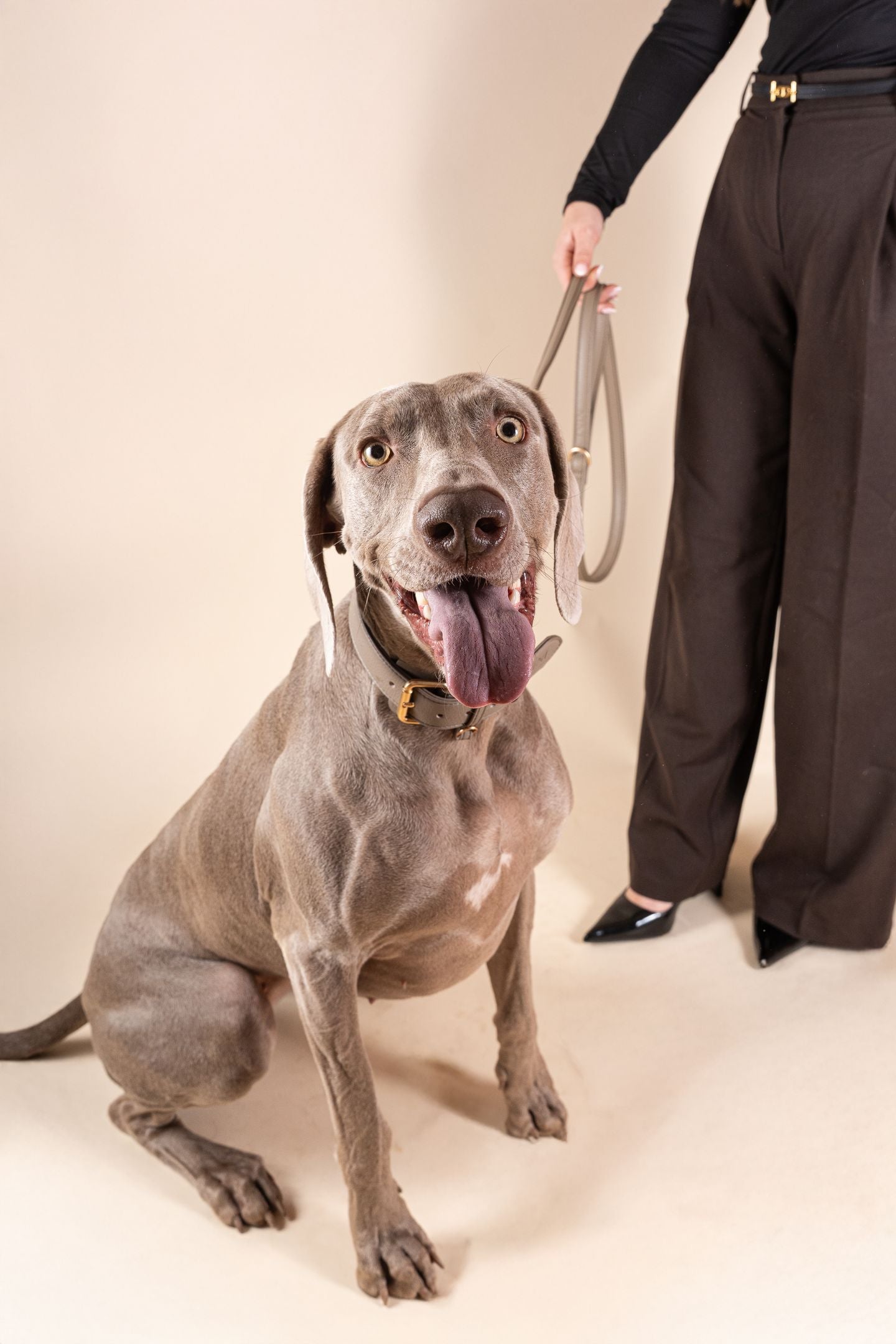 Laisse Classique Grey