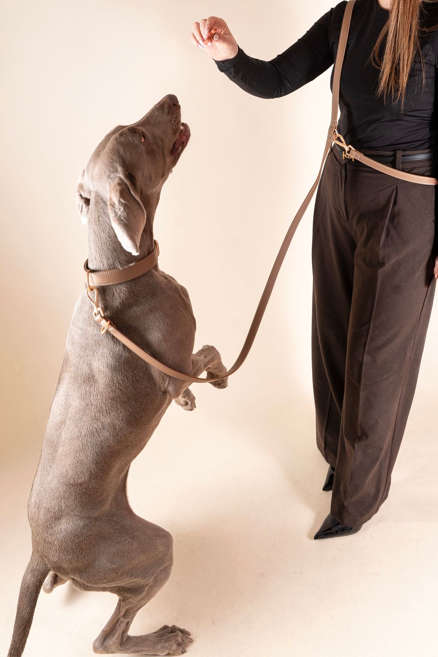 Laisse Mains-libres Beige