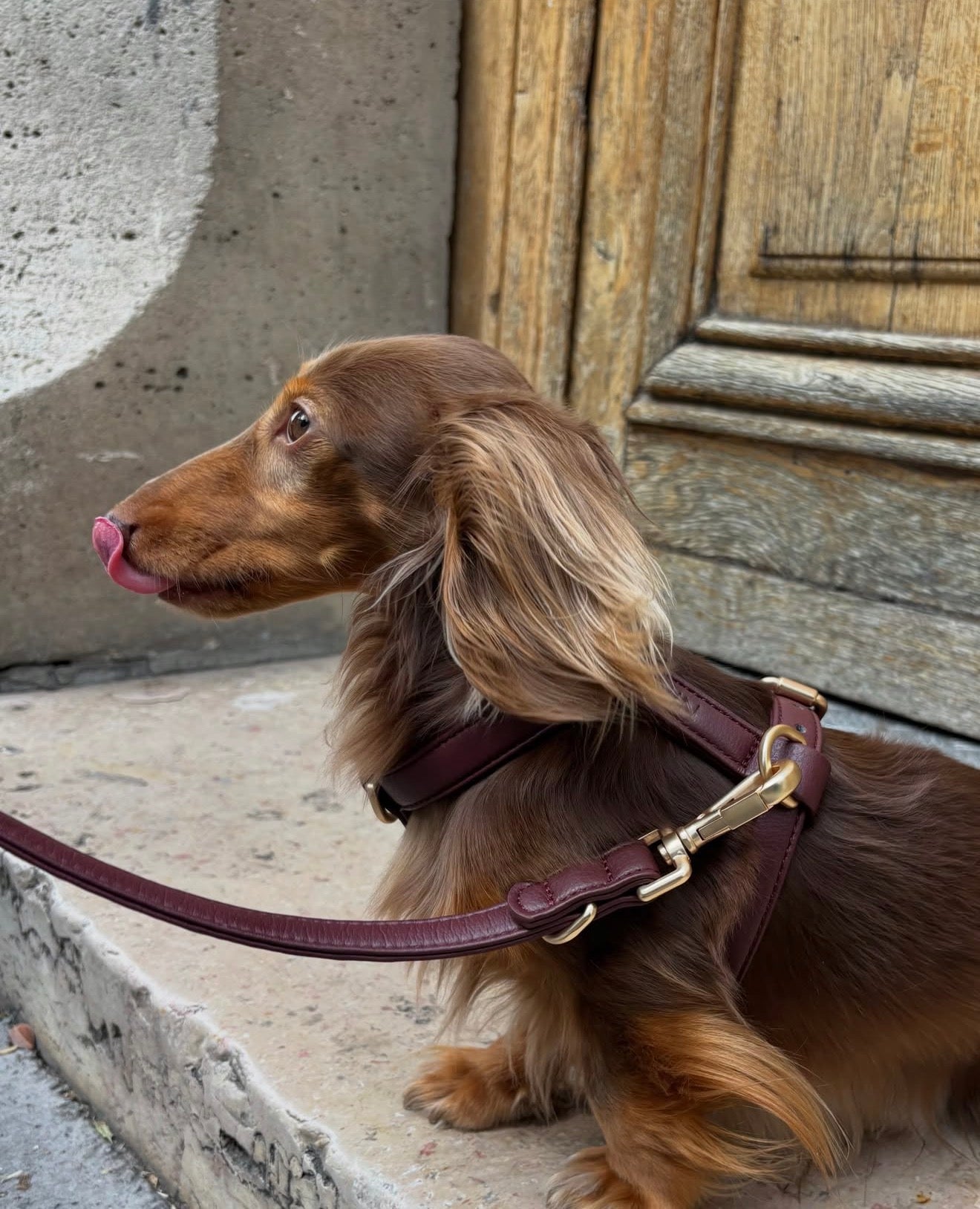 Harnais Burgundy
