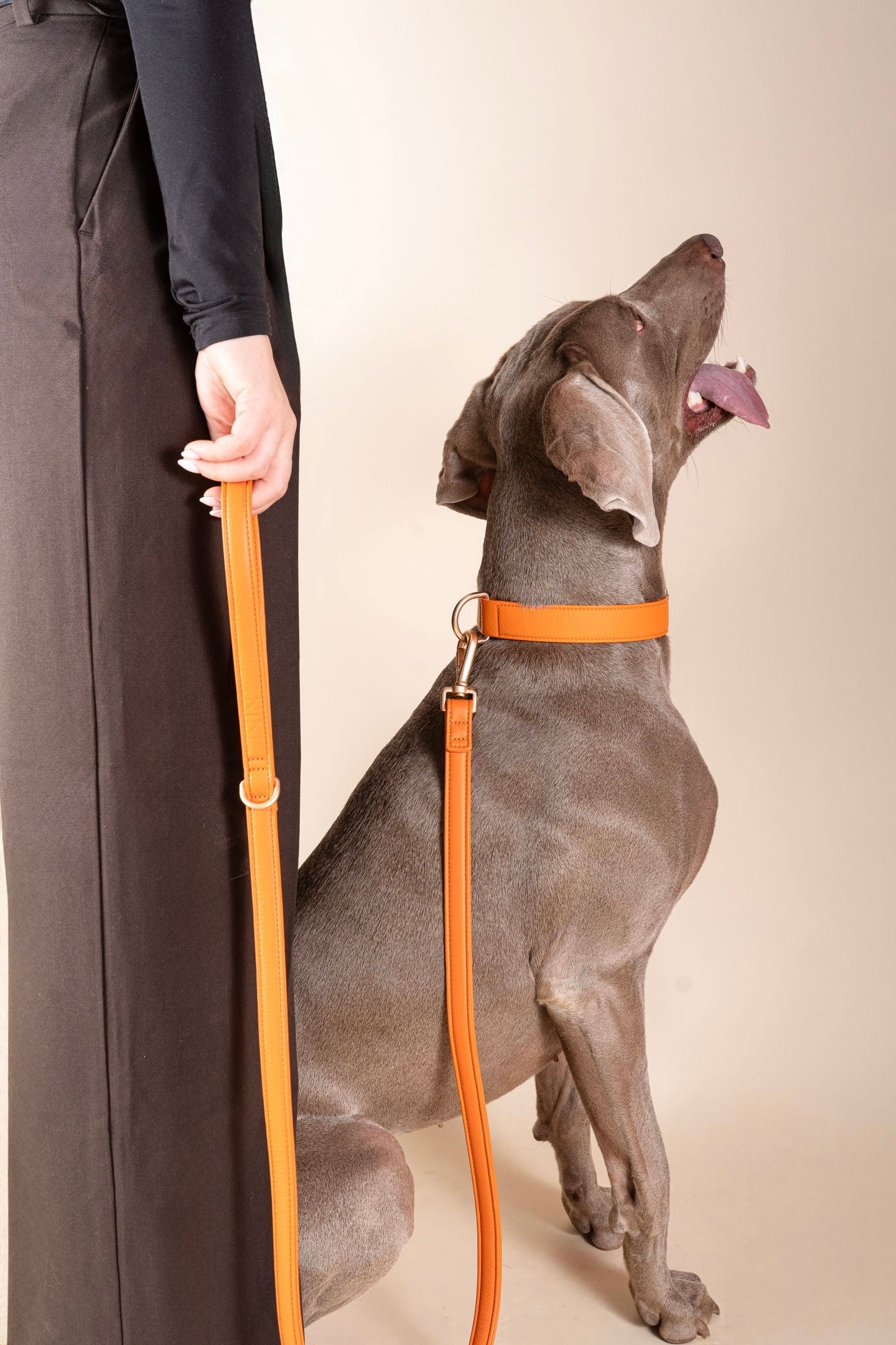 Laisse Classique Orange