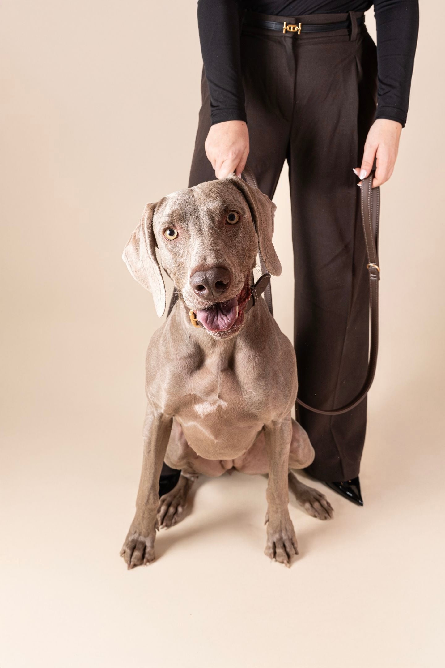 Laisse Classique Chocolat