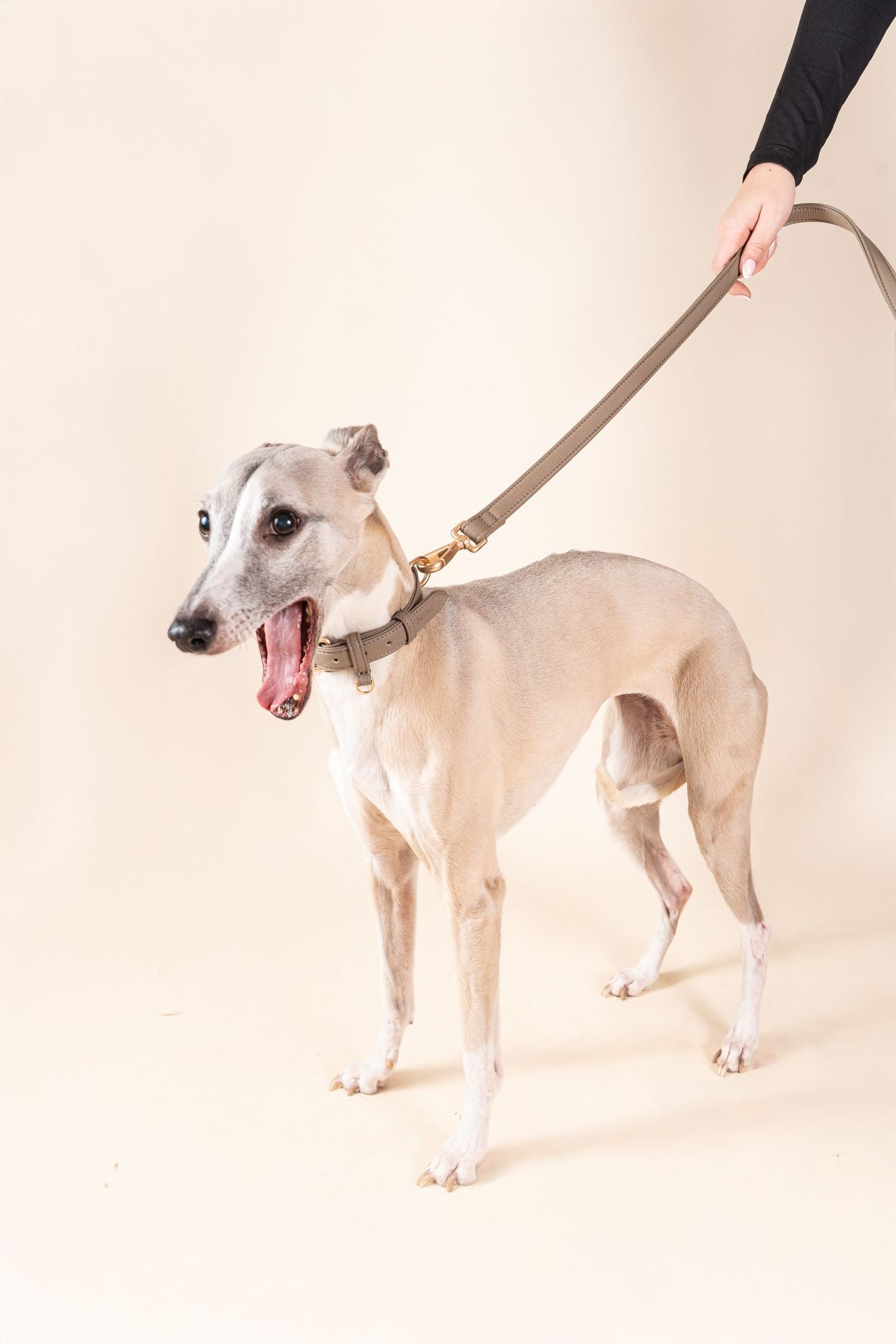 Laisse Classique Grey