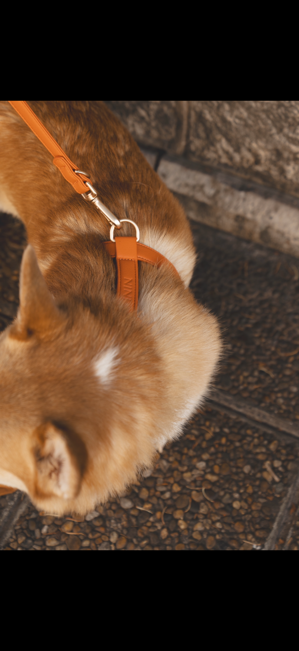 Orange Harness