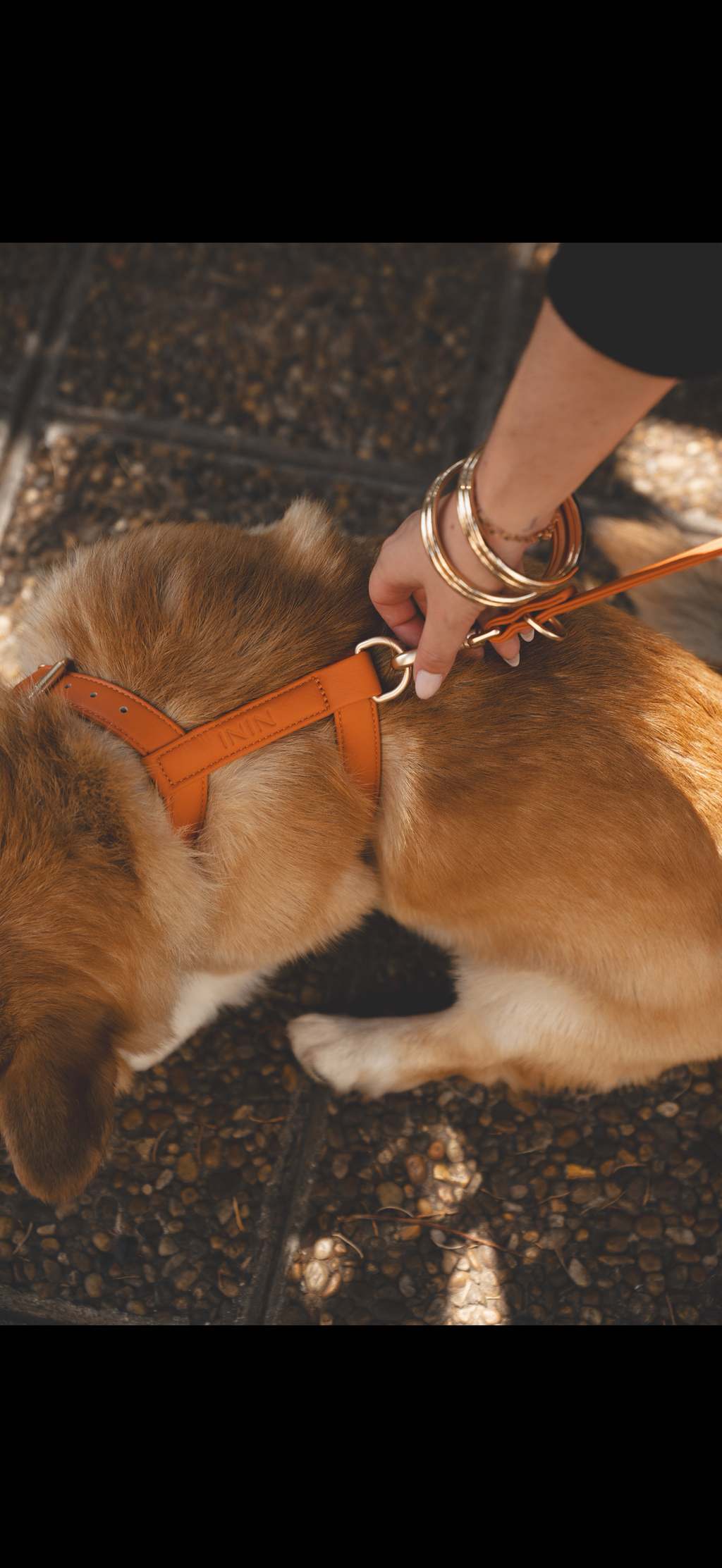 Orange Harness
