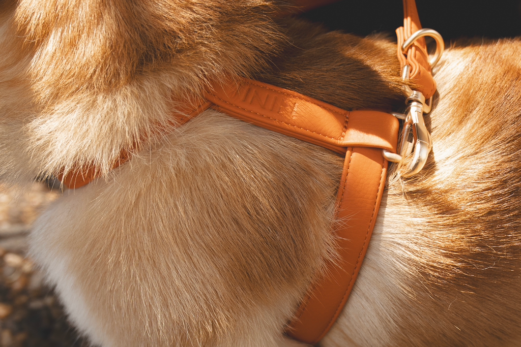 Orange Harness